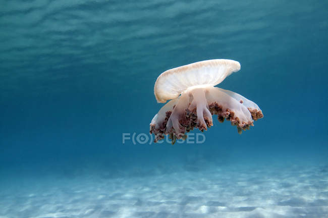 Medusas al revés en agua azul - foto de stock