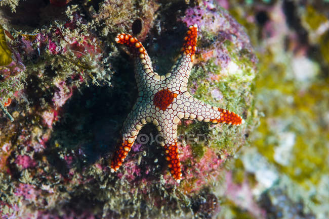 Peppermint sea star on reef — Stock Photo