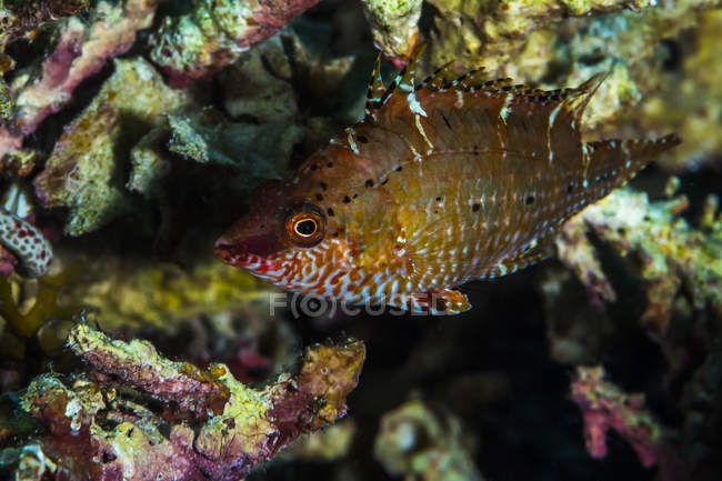Wrasse nuoto vicino alla barriera corallina — Foto stock