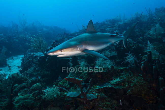 Requin de récif nageant à travers le récif — Photo de stock