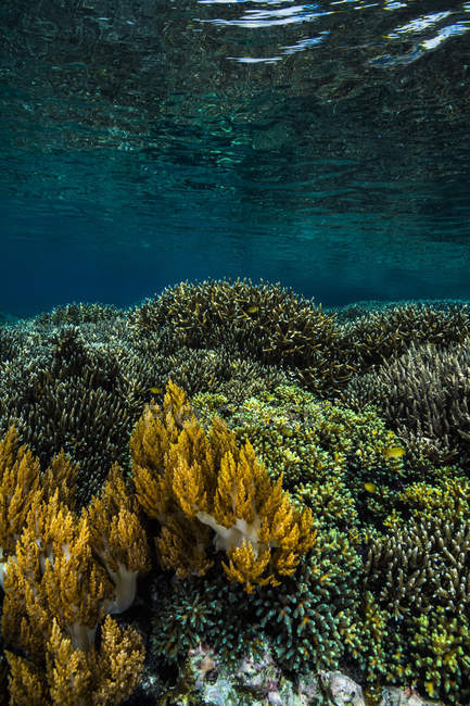 Barriera corallina variopinta in Raja Ampat — Foto stock