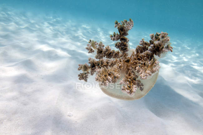 Upside down jellyfish over sand — Stock Photo