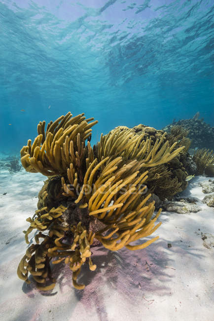 Récif corallien à Grand Cayman — Photo de stock