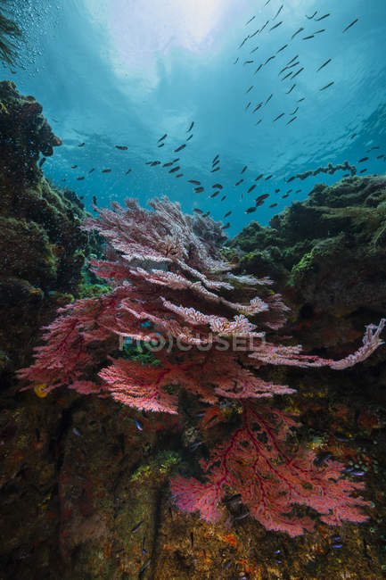 Farbenfrohe Korallenriffe in Raja Ampat — Stockfoto