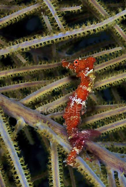 Червоний морський коник на коралі — стокове фото