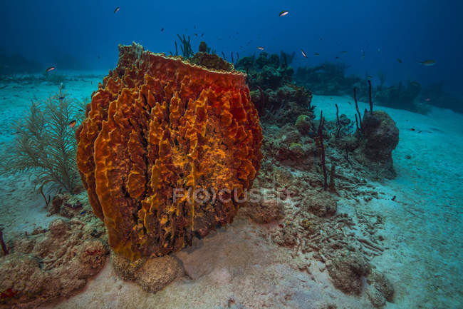 Arrecife de coral en Saint Croix - foto de stock