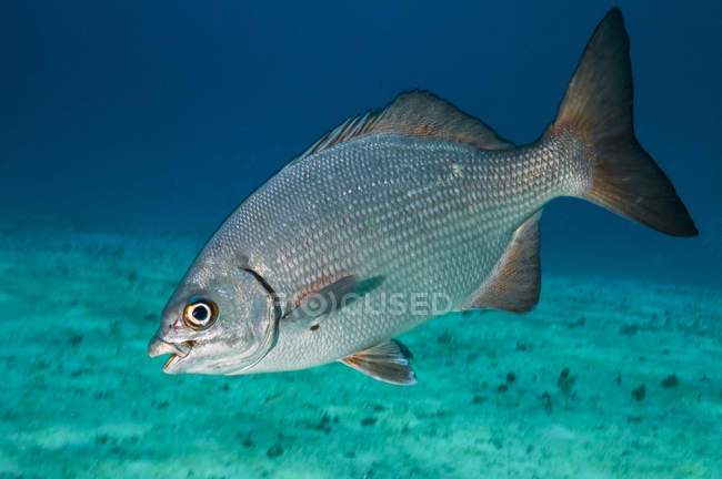 Bermuda chub nadando en agua azul - foto de stock