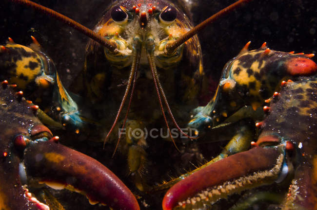 American lobster closeup shot — Stock Photo