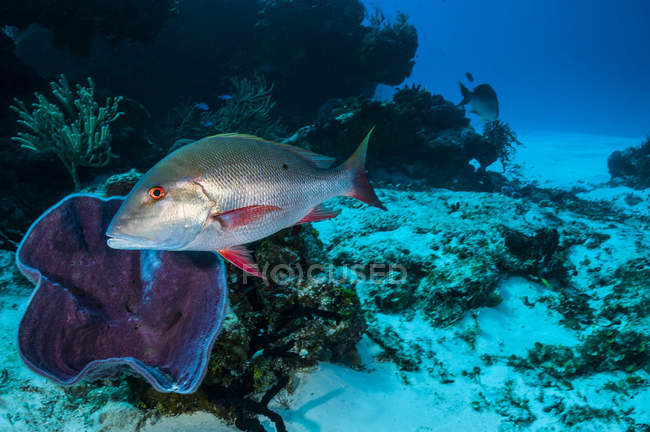 Pesce dentice di montone vicino alla barriera corallina — Foto stock