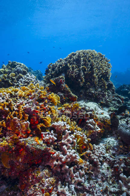 Récif corallien dans l'eau bleue des Caraïbes — Photo de stock