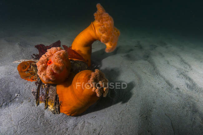 Giant plumose anemones on seafloor — Stock Photo