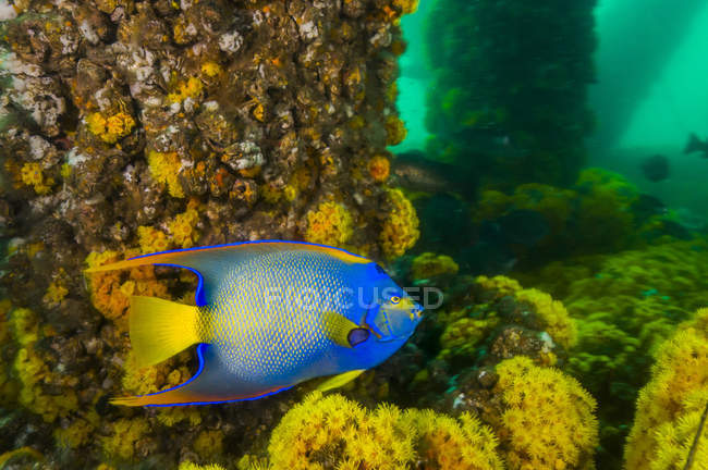 Rainha angelfish perto de pilares — Fotografia de Stock