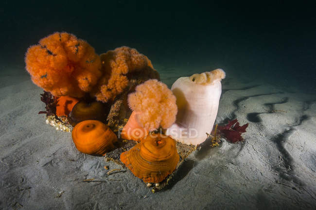 Anémonas gigantes de plumosa en el fondo del mar - foto de stock