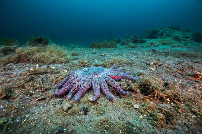 Estrela do mar de girassol no fundo do mar — Fotografia de Stock