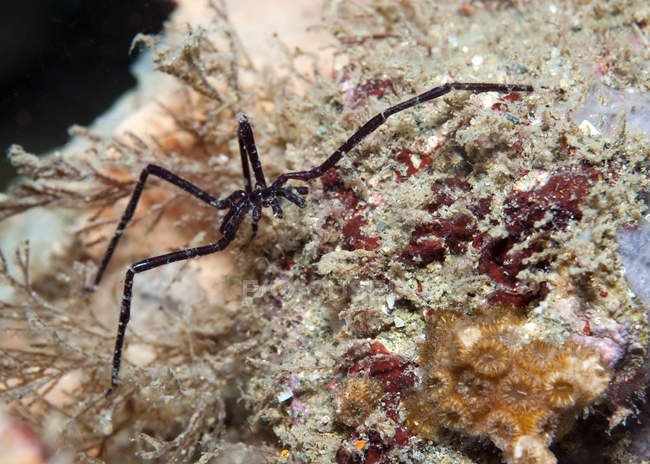 Морской паук на коралловом рифе — стоковое фото