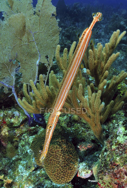 Trumpetfish плаває над рифом — стокове фото