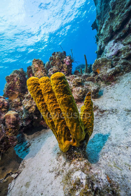 Reefscape on Grand Cayman — Stock Photo