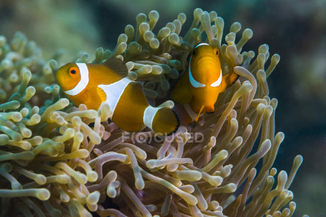 Pesce pagliaccio finto nei tentacoli di anemone — Foto stock