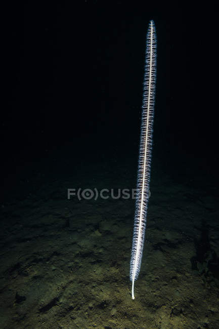 Морской кнут в Гудском канале — стоковое фото