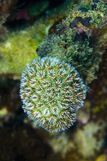 Барвистий корал на рифі — стокове фото