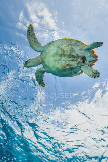 Habichtsschnabel-Meeresschildkröte oberflächennah — Stockfoto