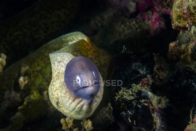 Enguia moray de olhos brancos no recife — Fotografia de Stock