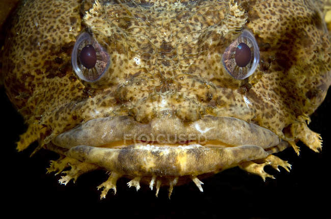 Oyster Toadfish primer plano tiro - foto de stock