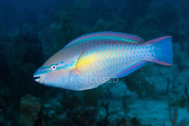 Princesa das Caraíbas Parrotfish — Fotografia de Stock