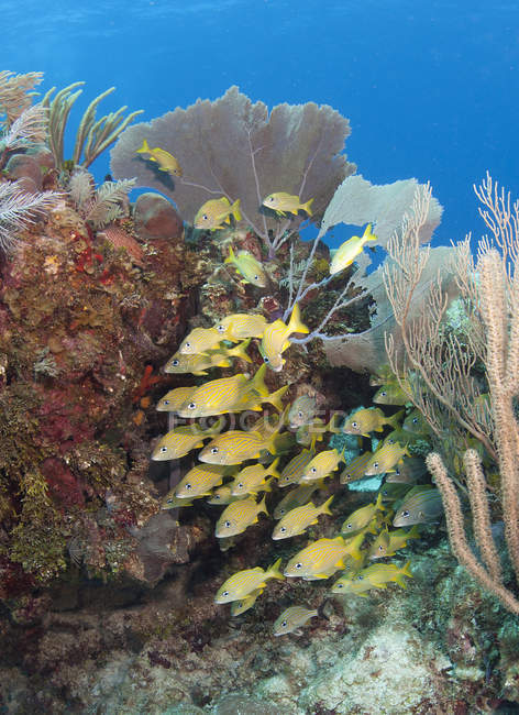 Grugniti a strisce scolarizzazione sulla barriera corallina caraibica — Foto stock