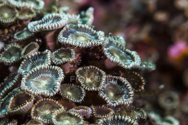 Recife de Coral colorido em Raja Ampat — Fotografia de Stock