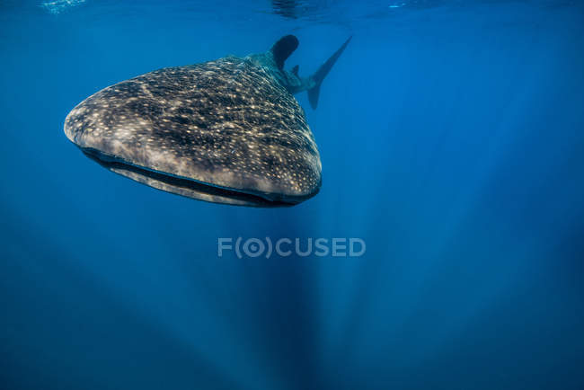 Tiburón ballena en aguas azules - foto de stock
