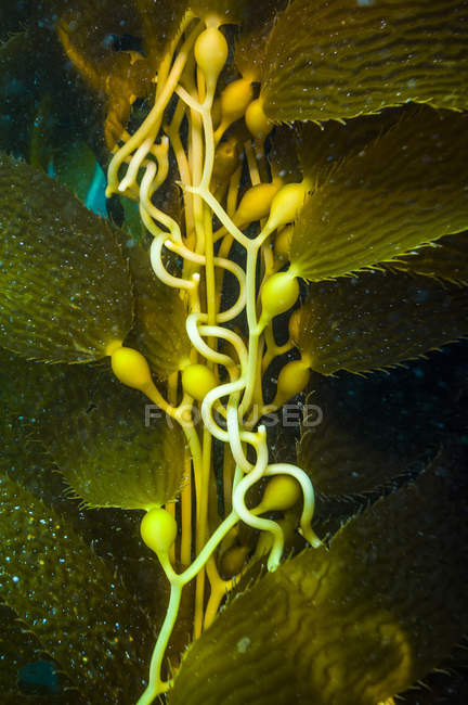 Giant kelp under water — Stock Photo