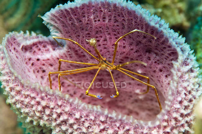 Yellowline arrow crab in vase sponge — Stock Photo
