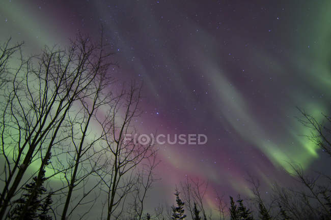 Aurora borealis over trees — Stock Photo