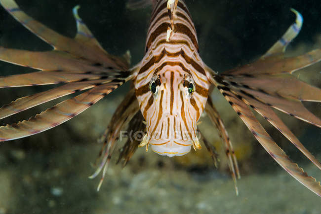 Red lionfish closeup shot — Stock Photo