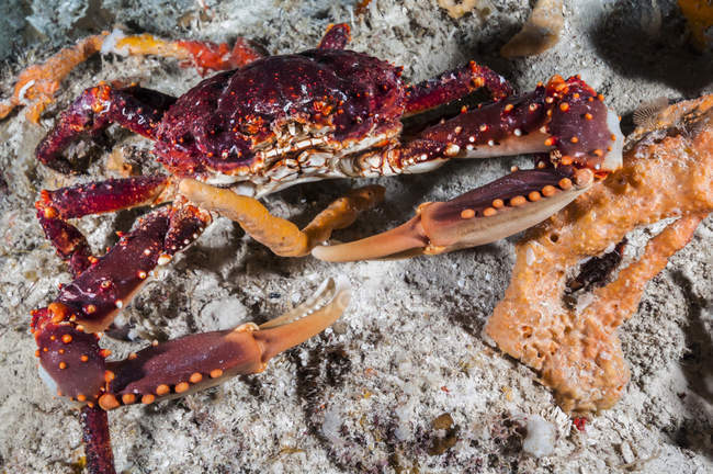 Channel clinging crab in Cozumel — Stock Photo