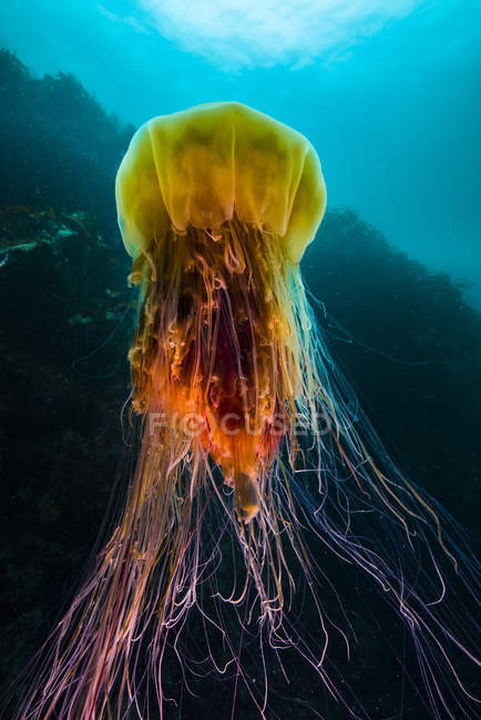 Lion mane jellyfish rising from deep — Stock Photo