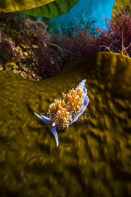 Opaleszierende Nacktschnecke kriecht auf Riesen-Seetang — Stockfoto