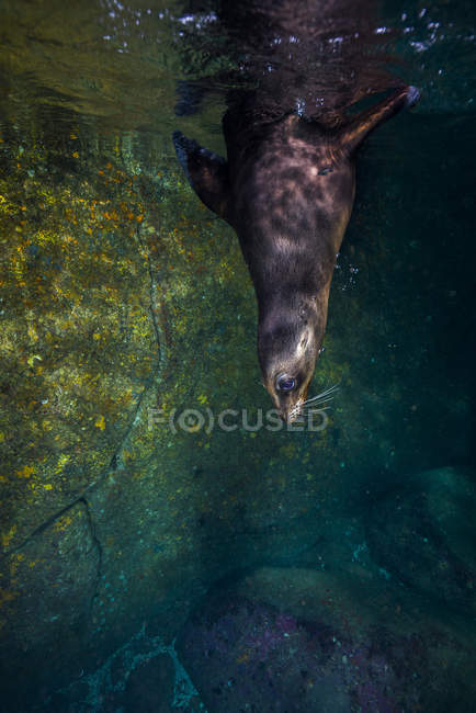 León marino de California en Isla Mujeres - foto de stock