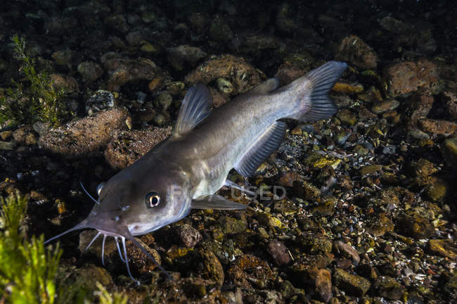 Catfish in Balmorhea Springs State Park — Stock Photo