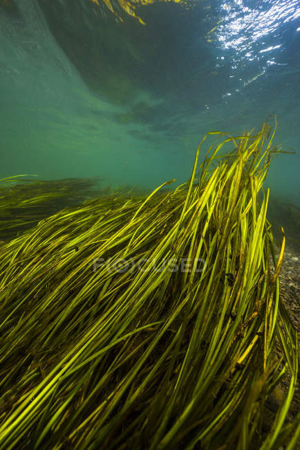 Hierba acuática de arroz silvestre en agua clara - foto de stock