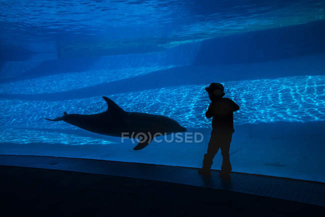 Niño y delfín en el acuario - foto de stock