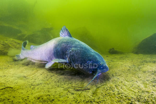 Poisson-chat bleu nageant le long du fond — Photo de stock