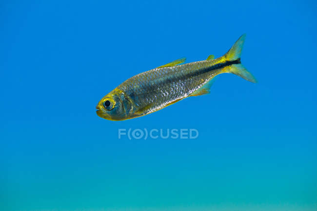 Mexican tetra in blue water — Stock Photo