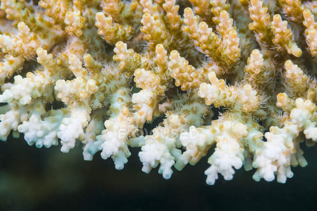 Corail blanc et orange coloré — Photo de stock