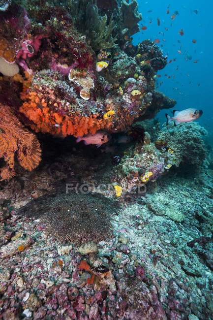Барвисті коралових рифів у Раджа Ampat — стокове фото