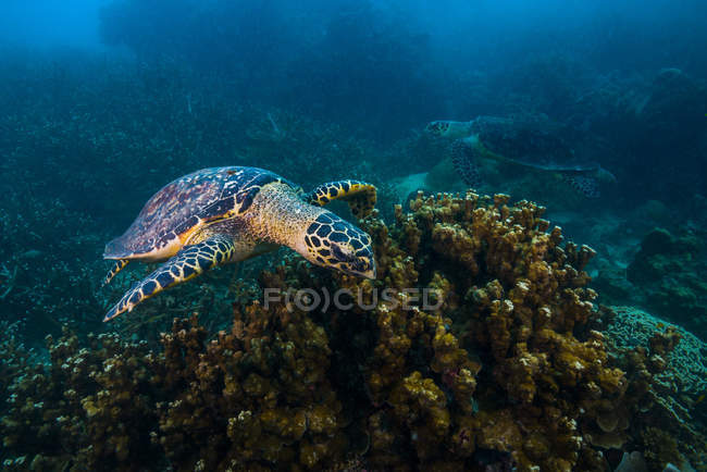 Морская черепаха-ястреб плавает над рифом — стоковое фото