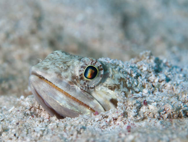 Mergulhador de areia escondido abaixo da areia — Fotografia de Stock