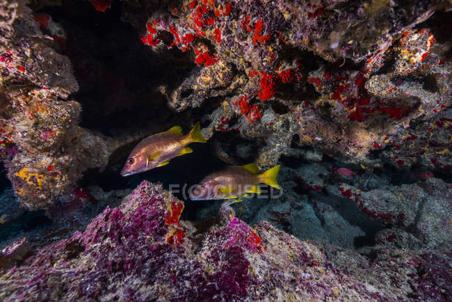 Rote Schnapper schwimmen in Grotte — Stockfoto