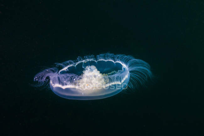Місячна медуза, що піднімається з глибини — стокове фото